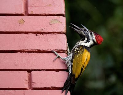 Woodpecker Control Service - Serving Virginia