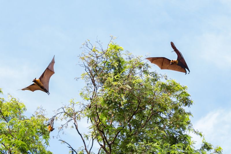 How Birds And Bats Impact Commercial Buildings And Facilities
