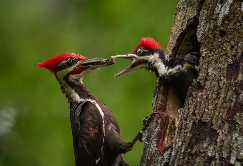Woodpecker Control Service